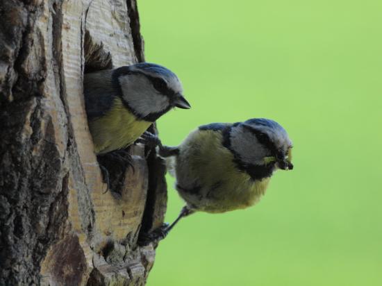 Couple mésange bleue au nid